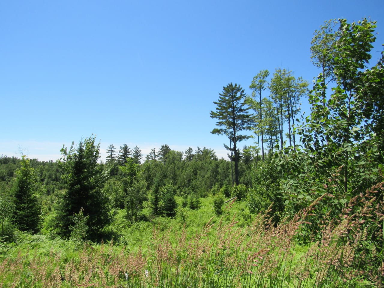 Beautiful 240 +/- Acre Parcel 50148315