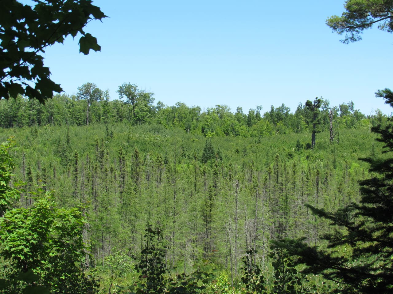 Beautiful 240 +/- Acre Parcel 50148315