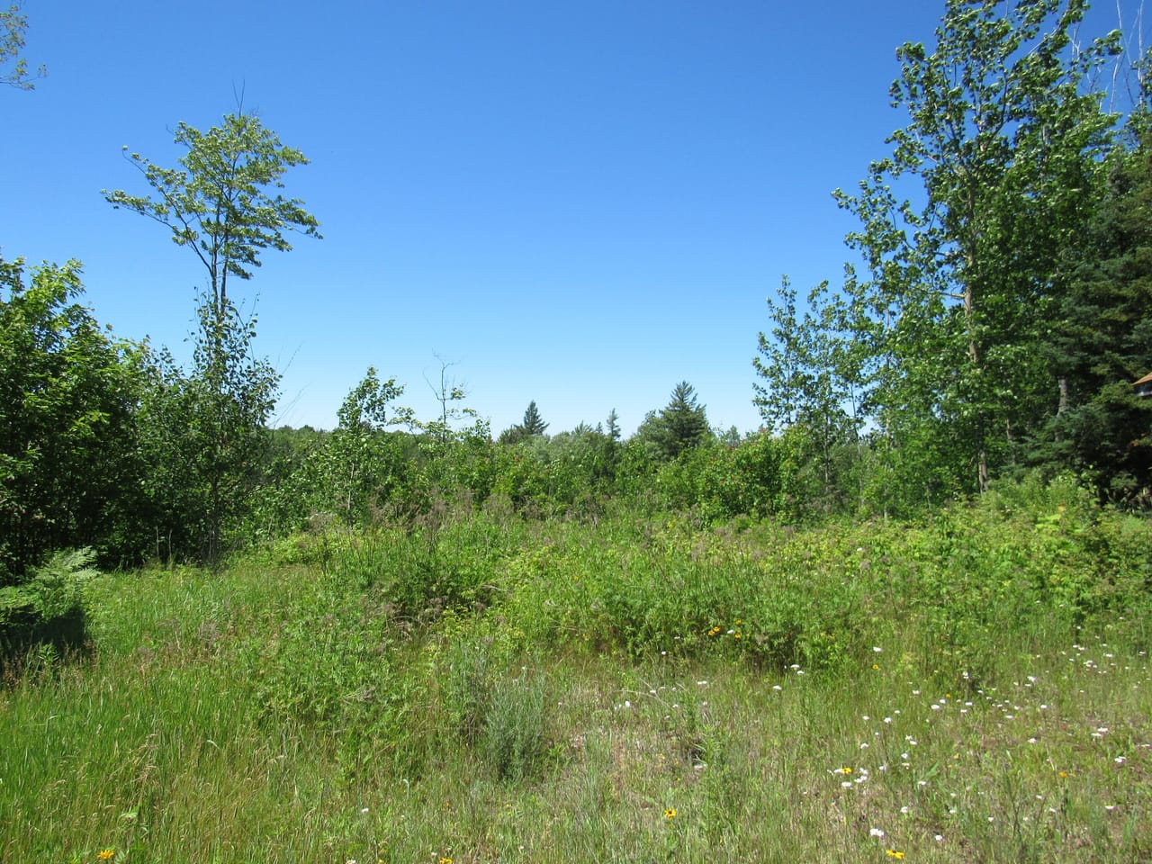 Beautiful 240 +/- Acre Parcel 50148315