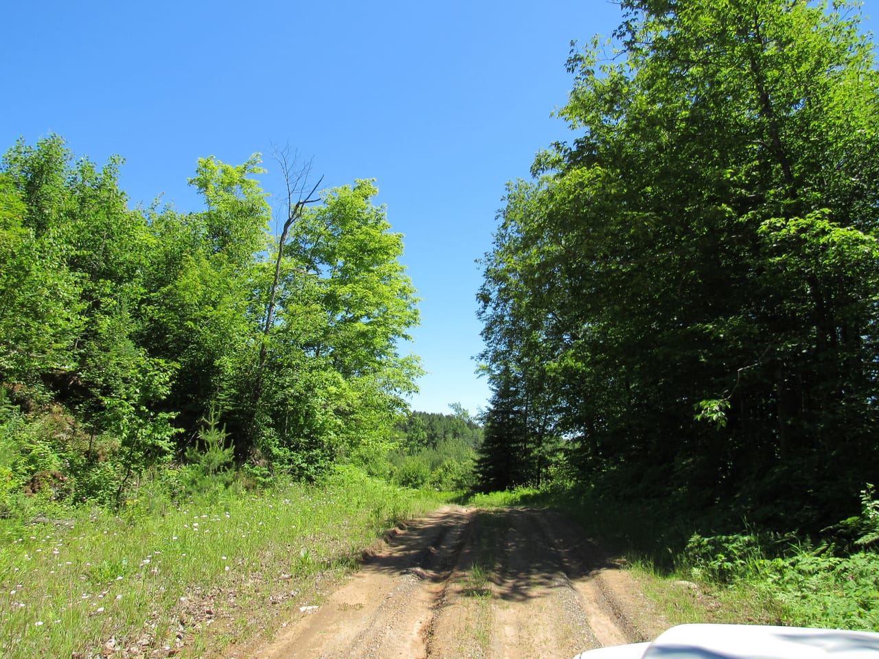 Beautiful 240 +/- Acre Parcel 50148315