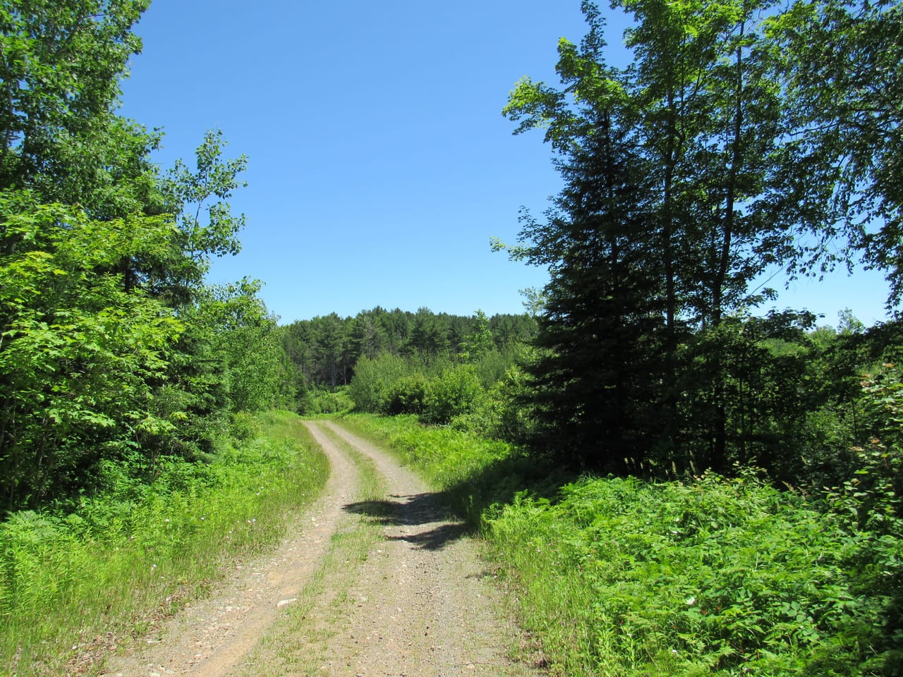 Beautiful 240 +/- Acre Parcel 50148315