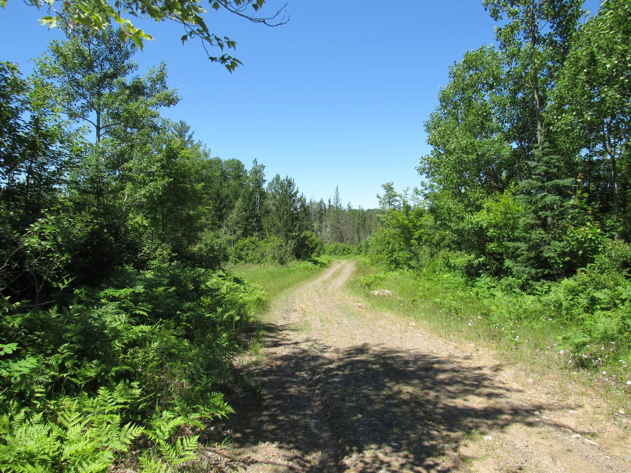 Beautiful 240 +/- Acre Parcel 50148315