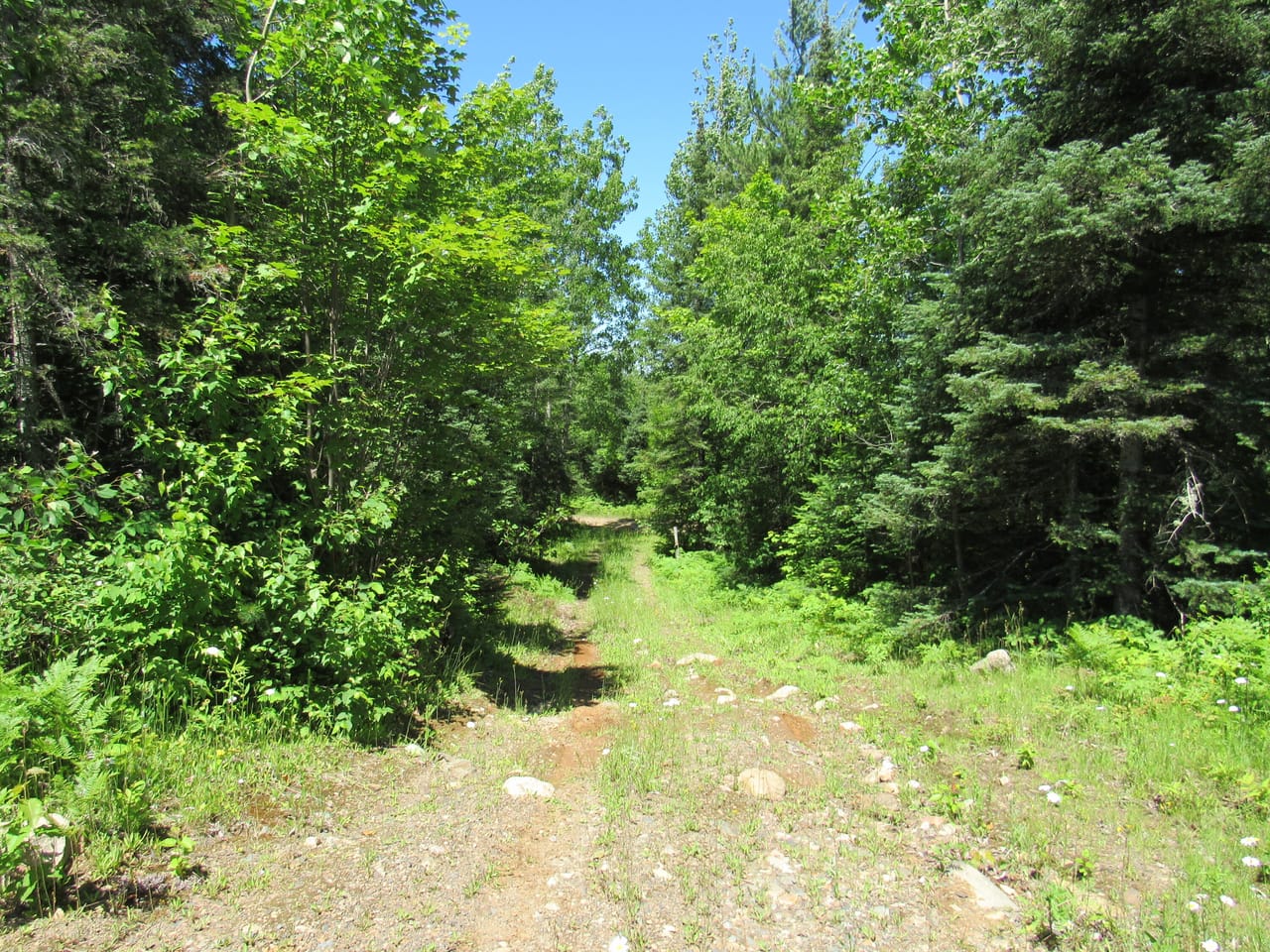 Beautiful 240 +/- Acre Parcel 50148315