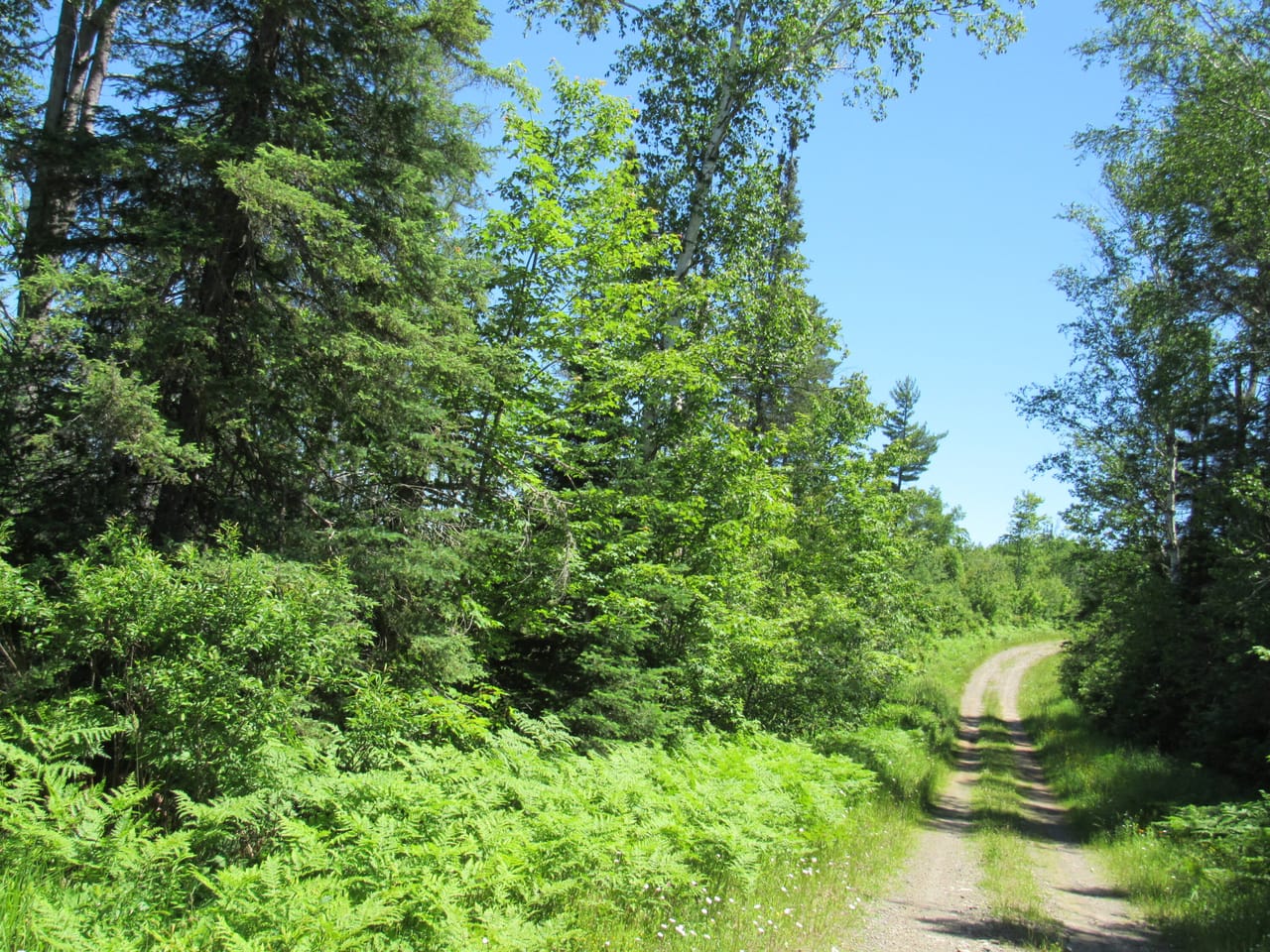 Beautiful 240 +/- Acre Parcel 50148315