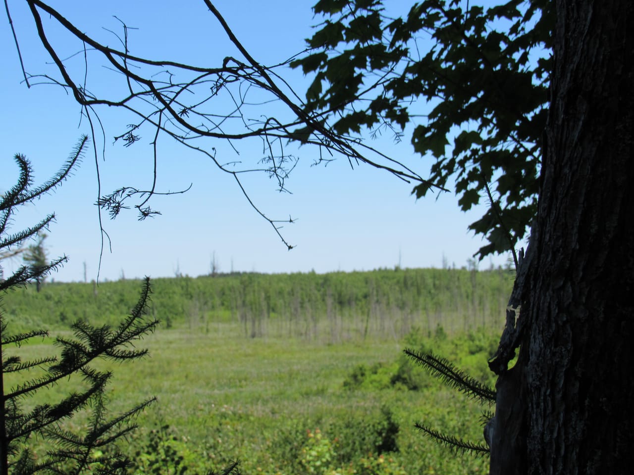 Beautiful 240 +/- Acre Parcel 50148315