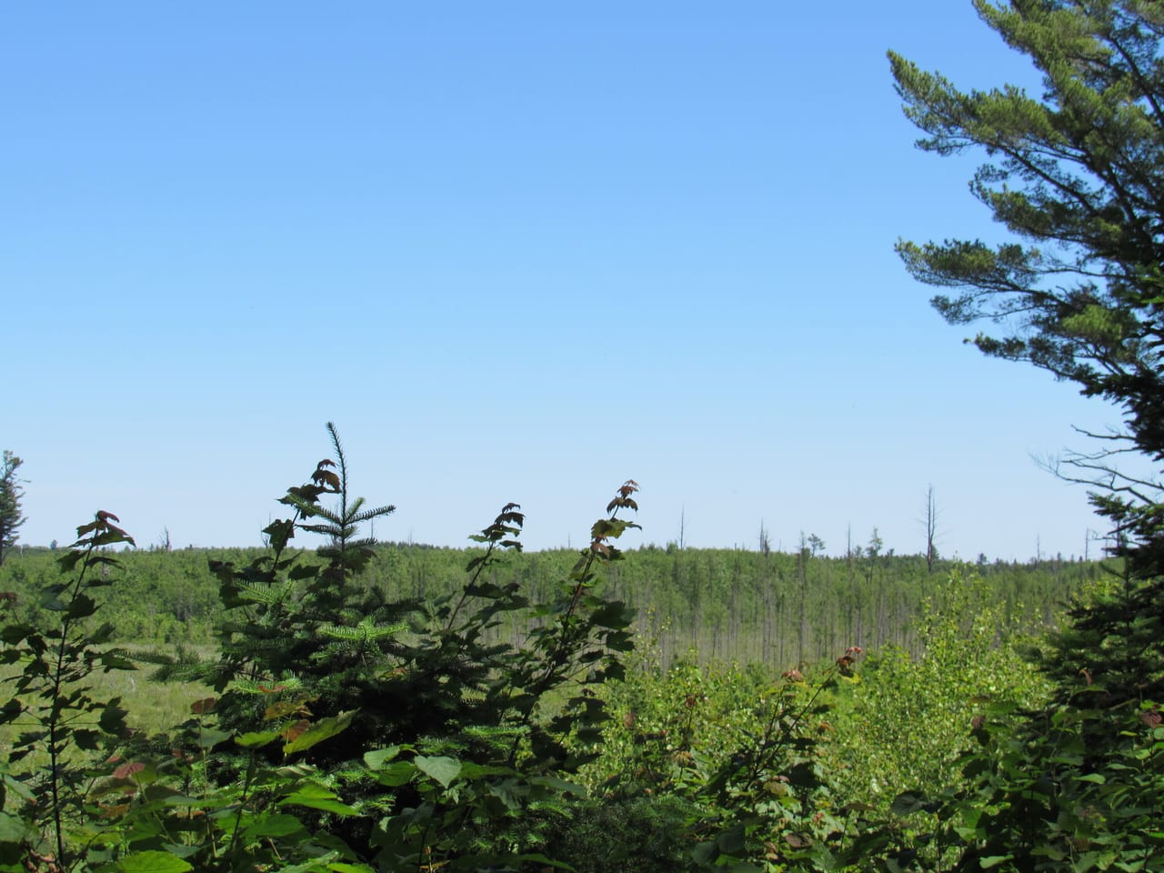 Beautiful 240 +/- Acre Parcel 50148315