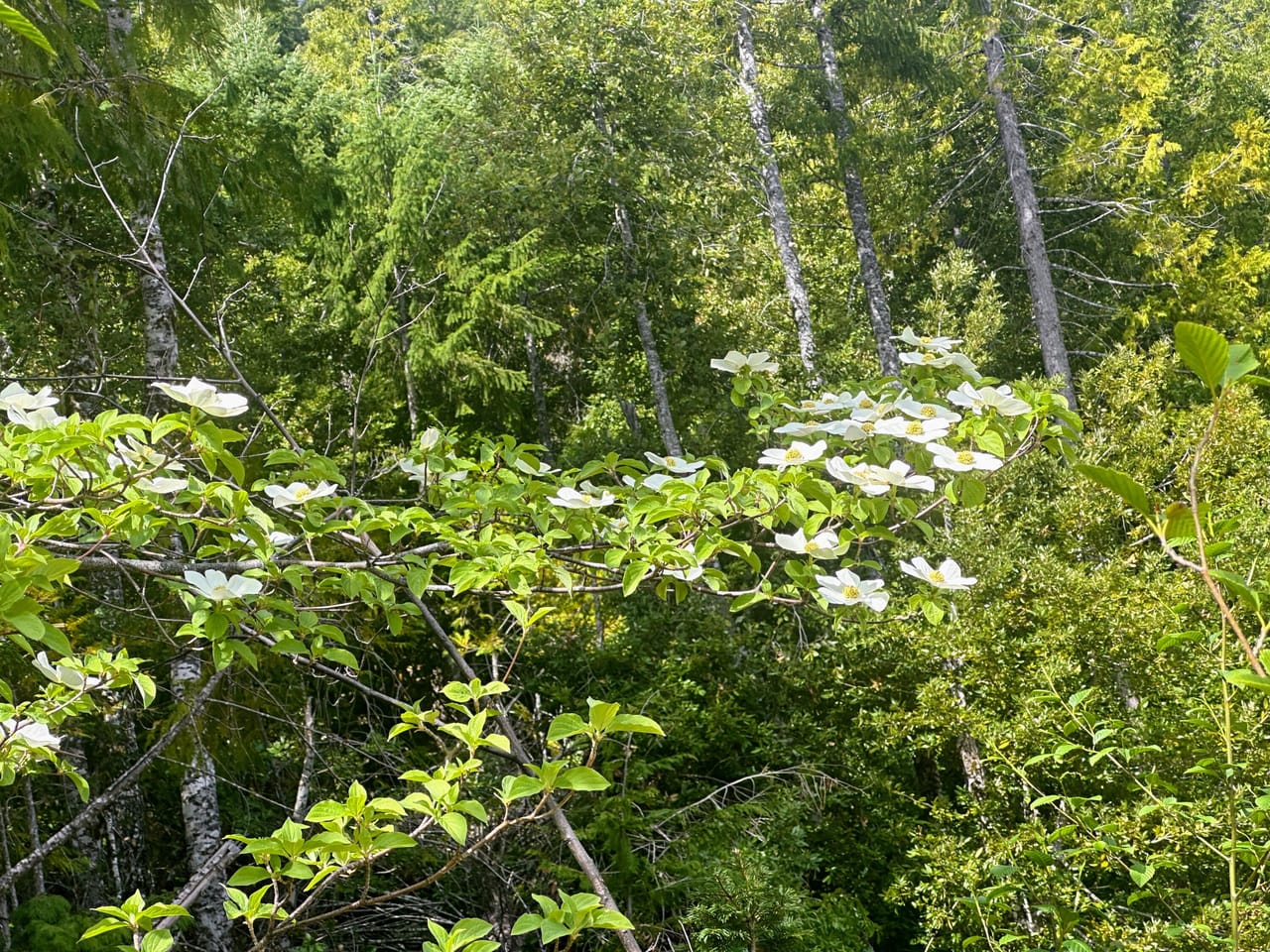 Listing Image 75