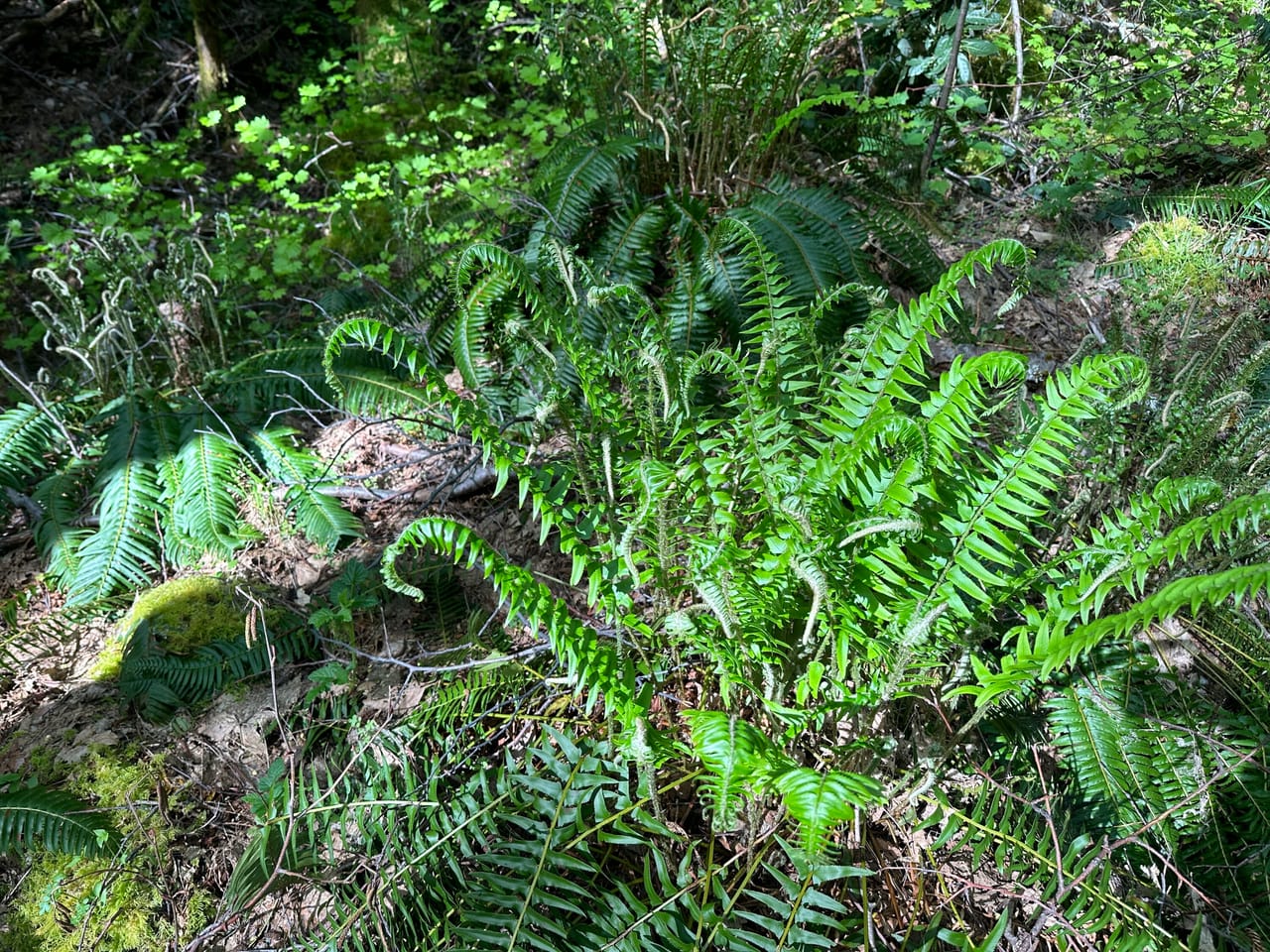 Listing Image 76