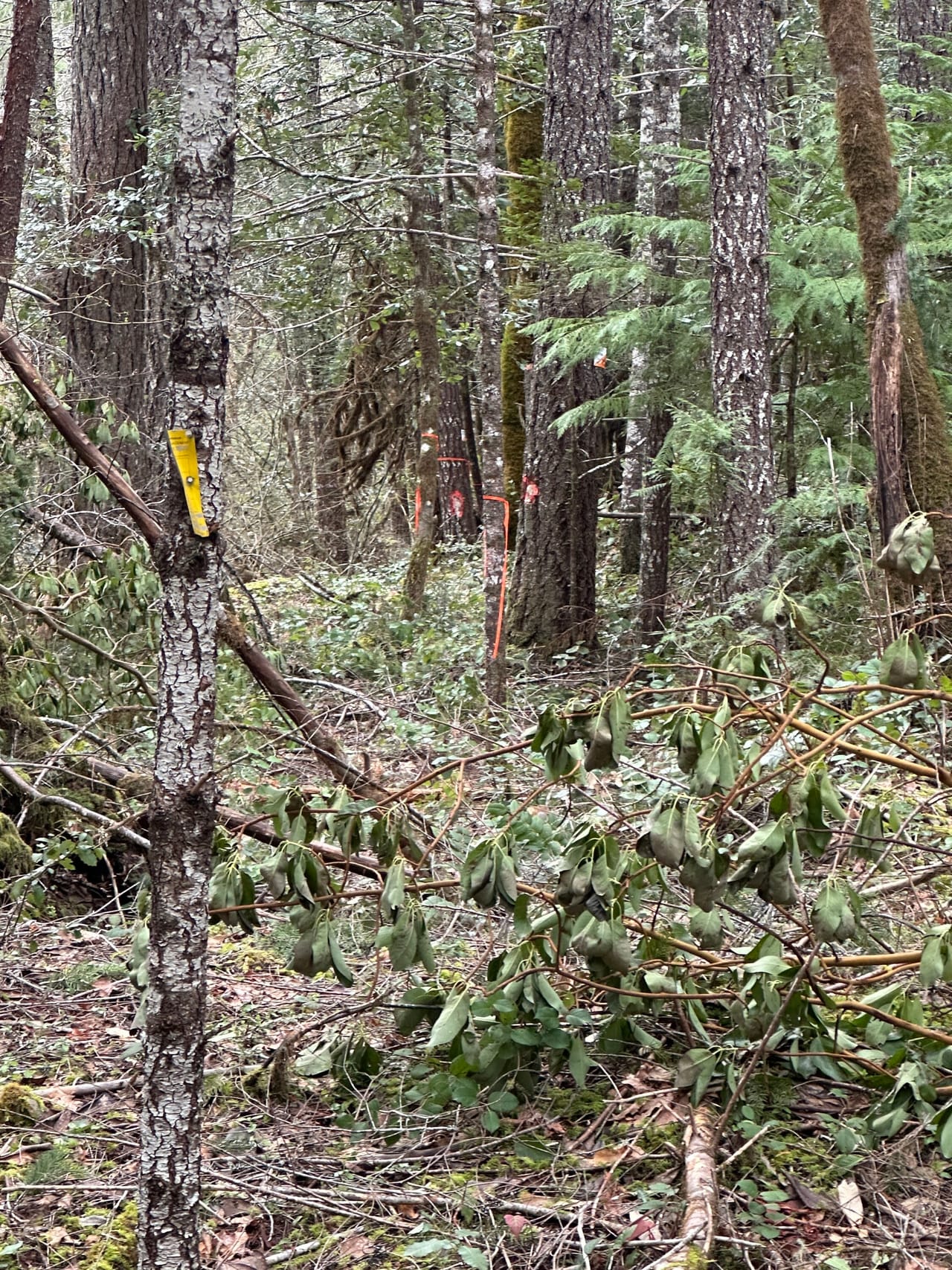 Listing Image 6