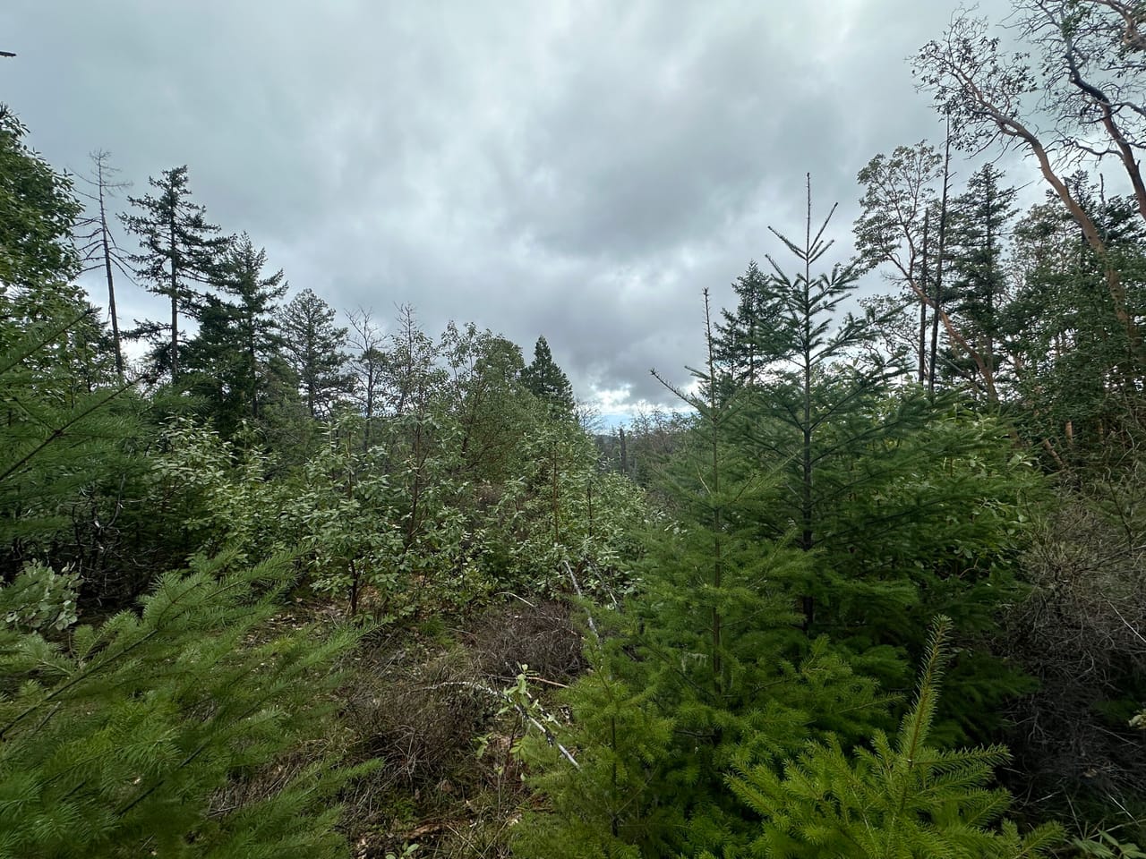 R Fork Forest Creek Road 160