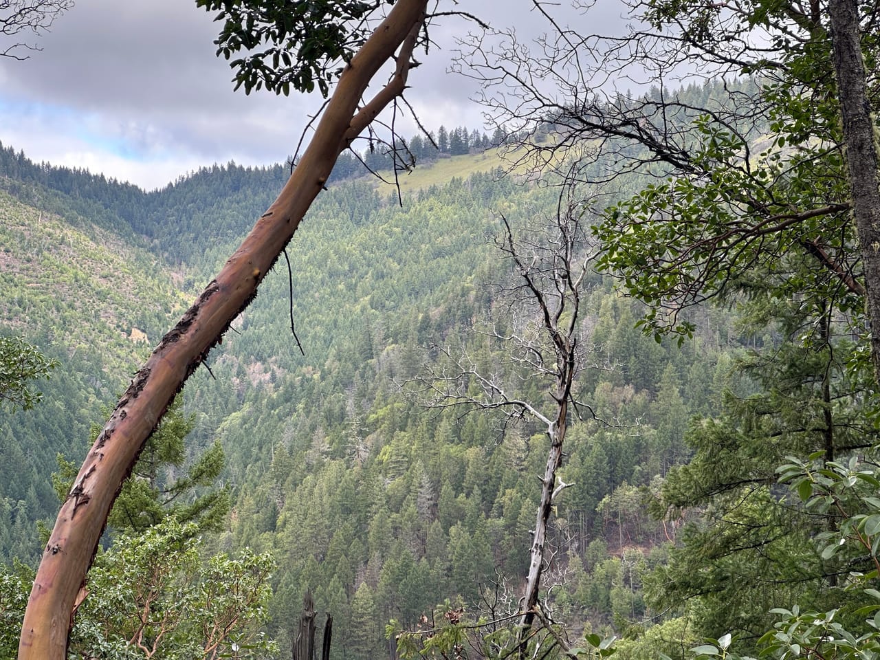 R Fork Forest Creek Road 160