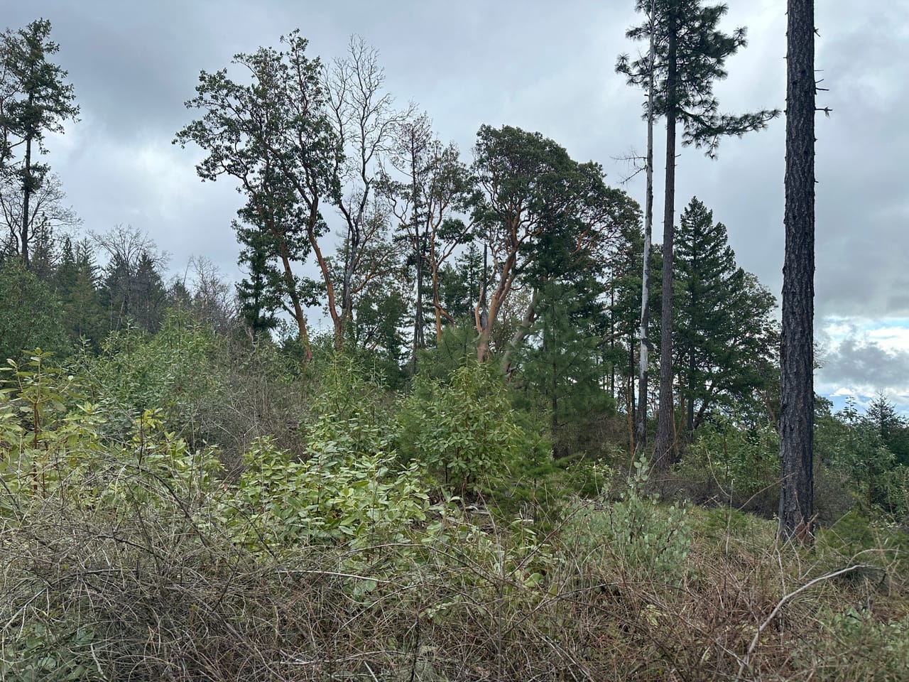 R Fork Forest Creek Road 160