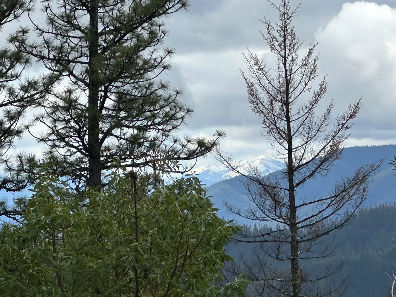 R Fork Forest Creek Road 160