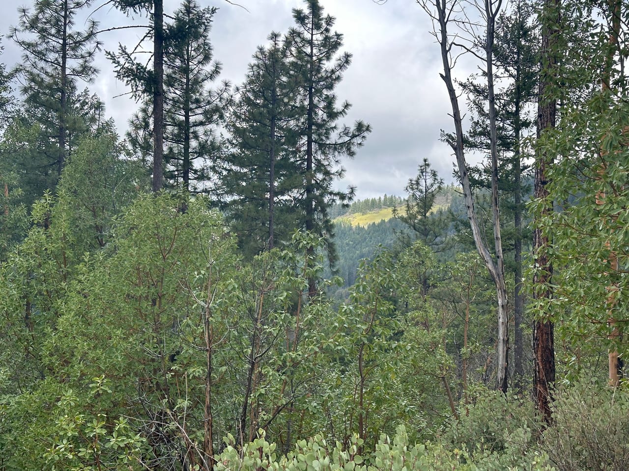 R Fork Forest Creek Road 160