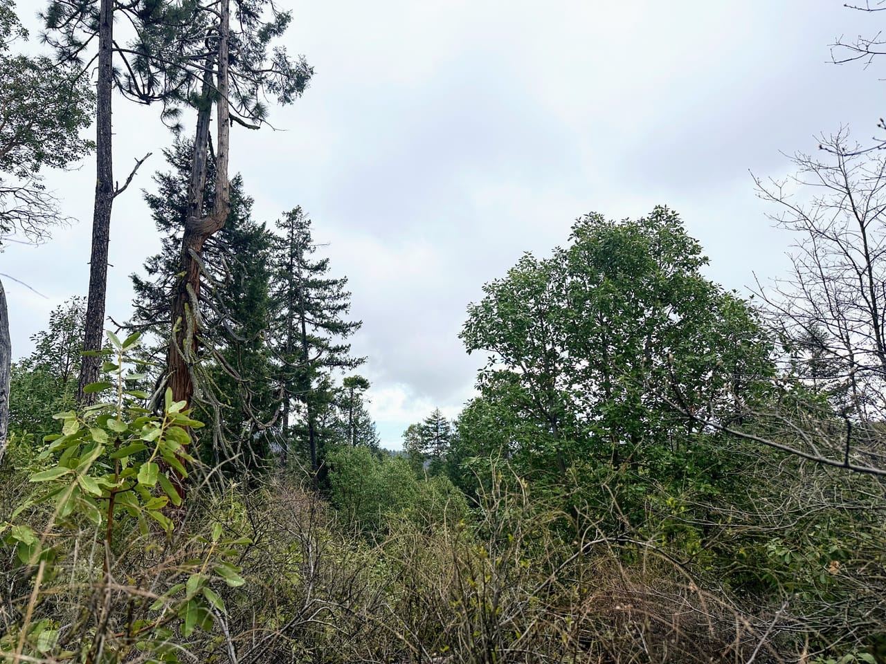 R Fork Forest Creek Road 160