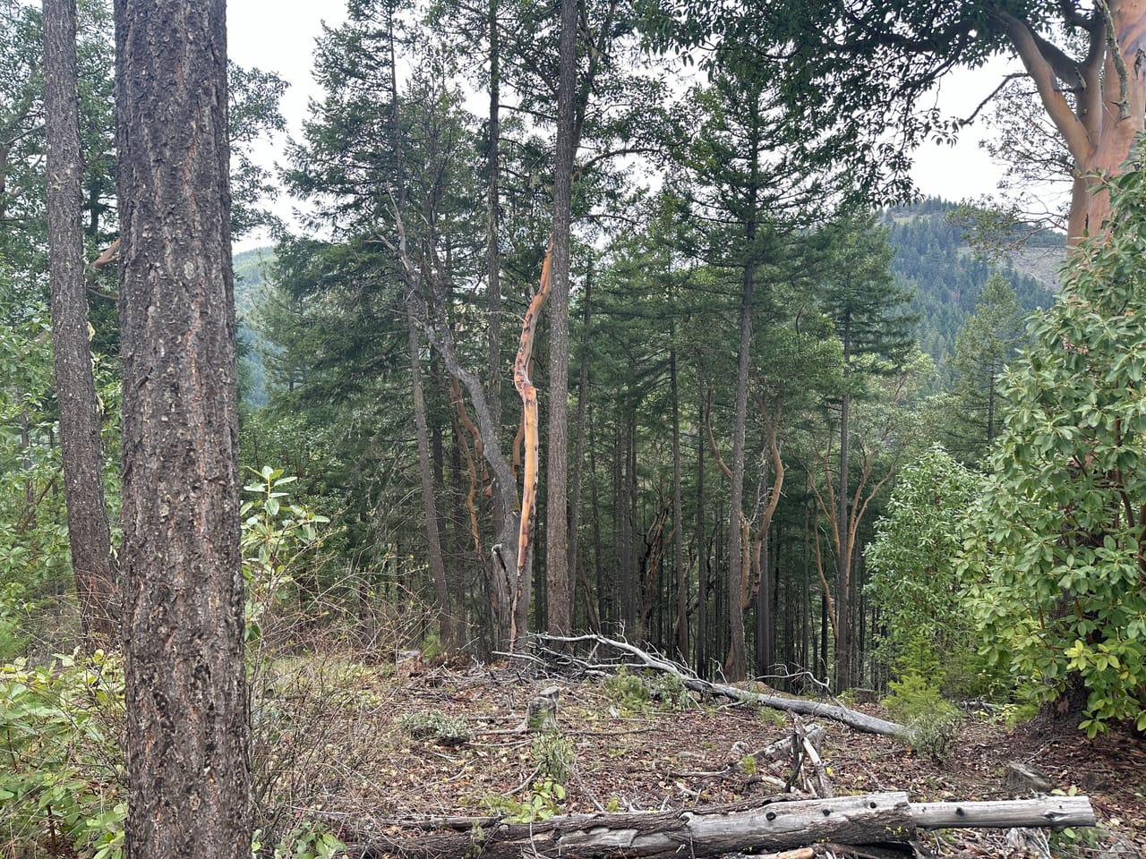 R Fork Forest Creek Road 160