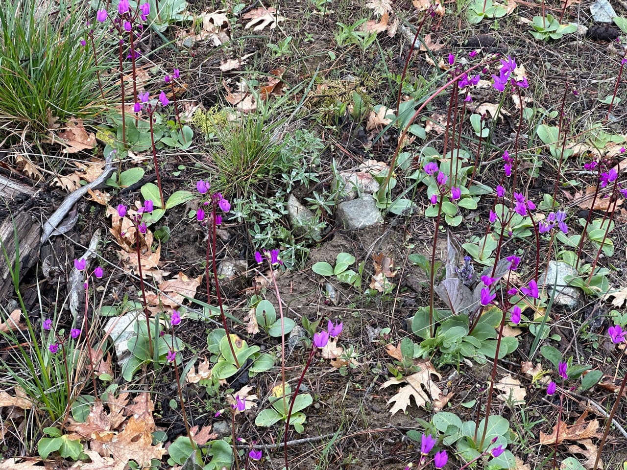 R Fork Forest Creek Road 160