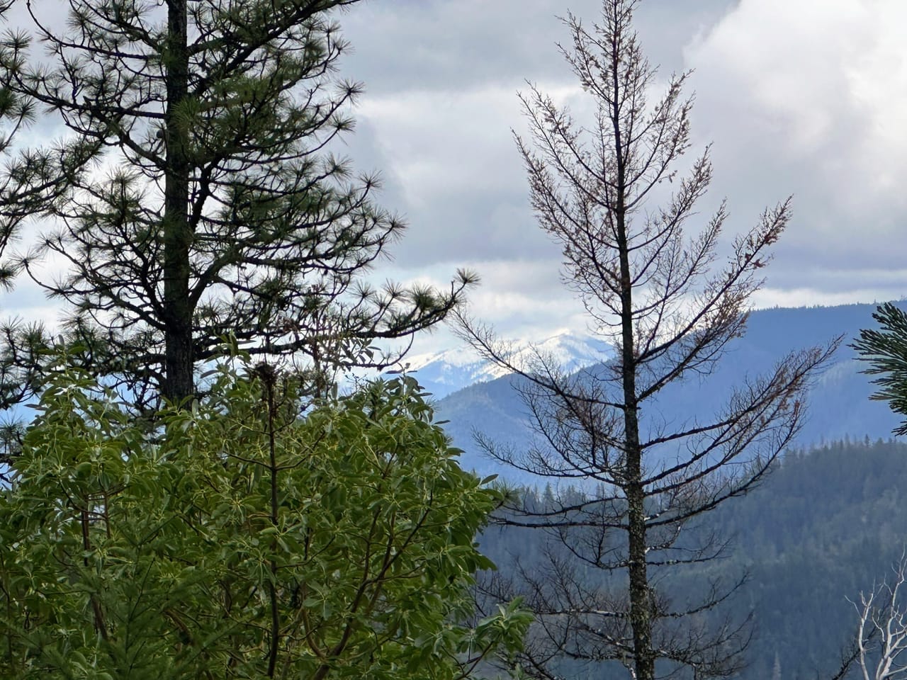 R Fork Forest Creek Road 160