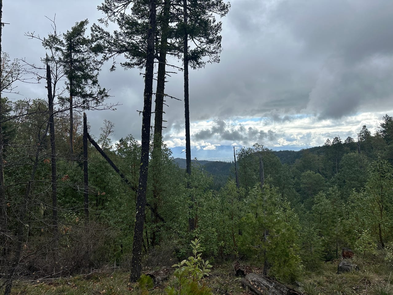 R Fork Forest Creek Road 160