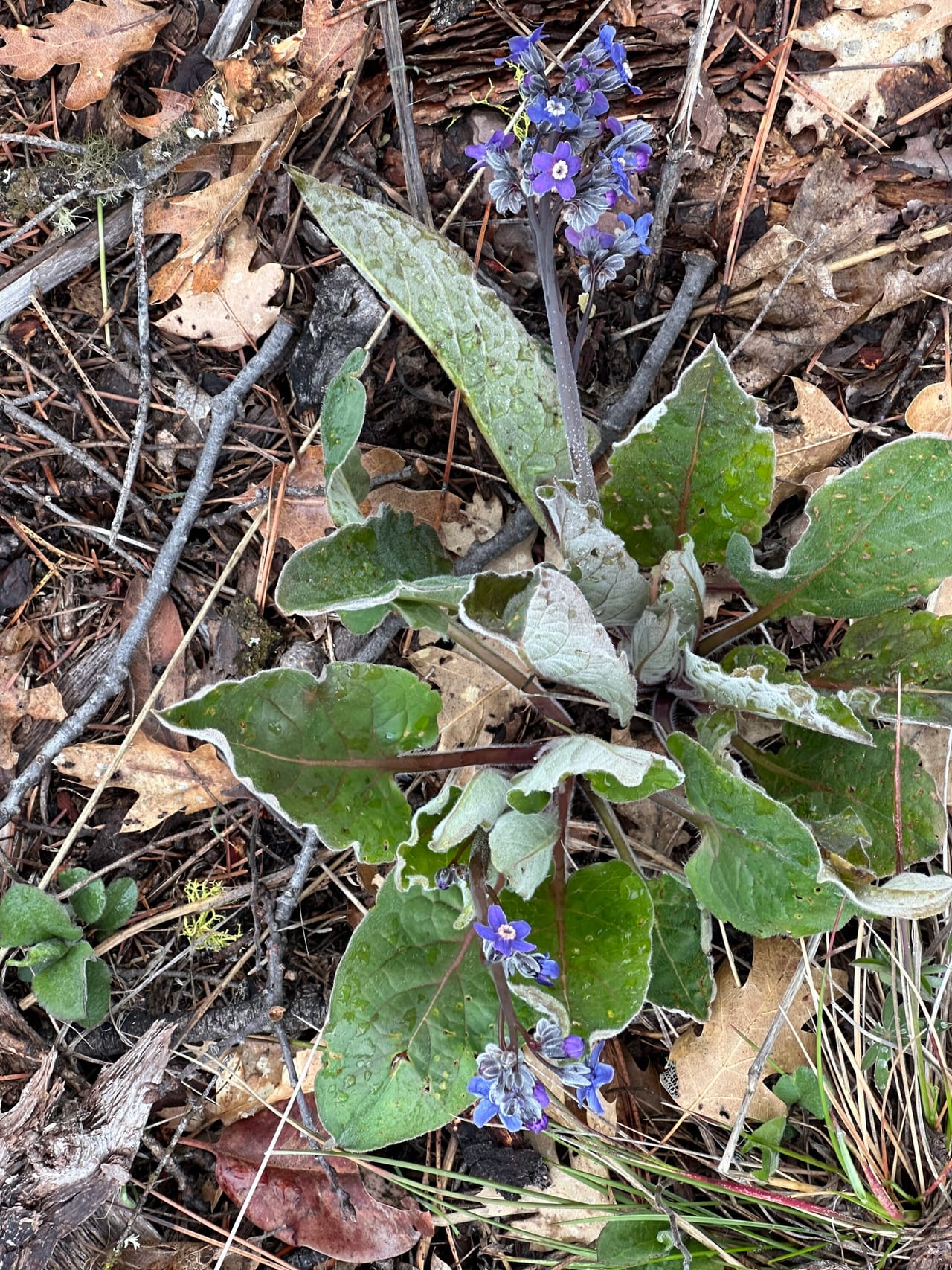 R Fork Forest Creek Road 160