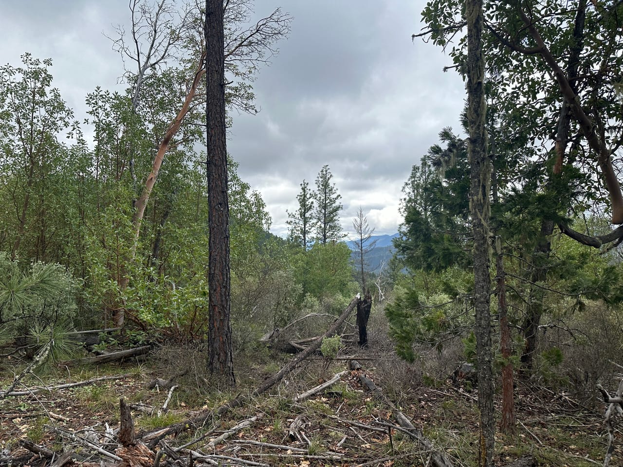 R Fork Forest Creek Road 160