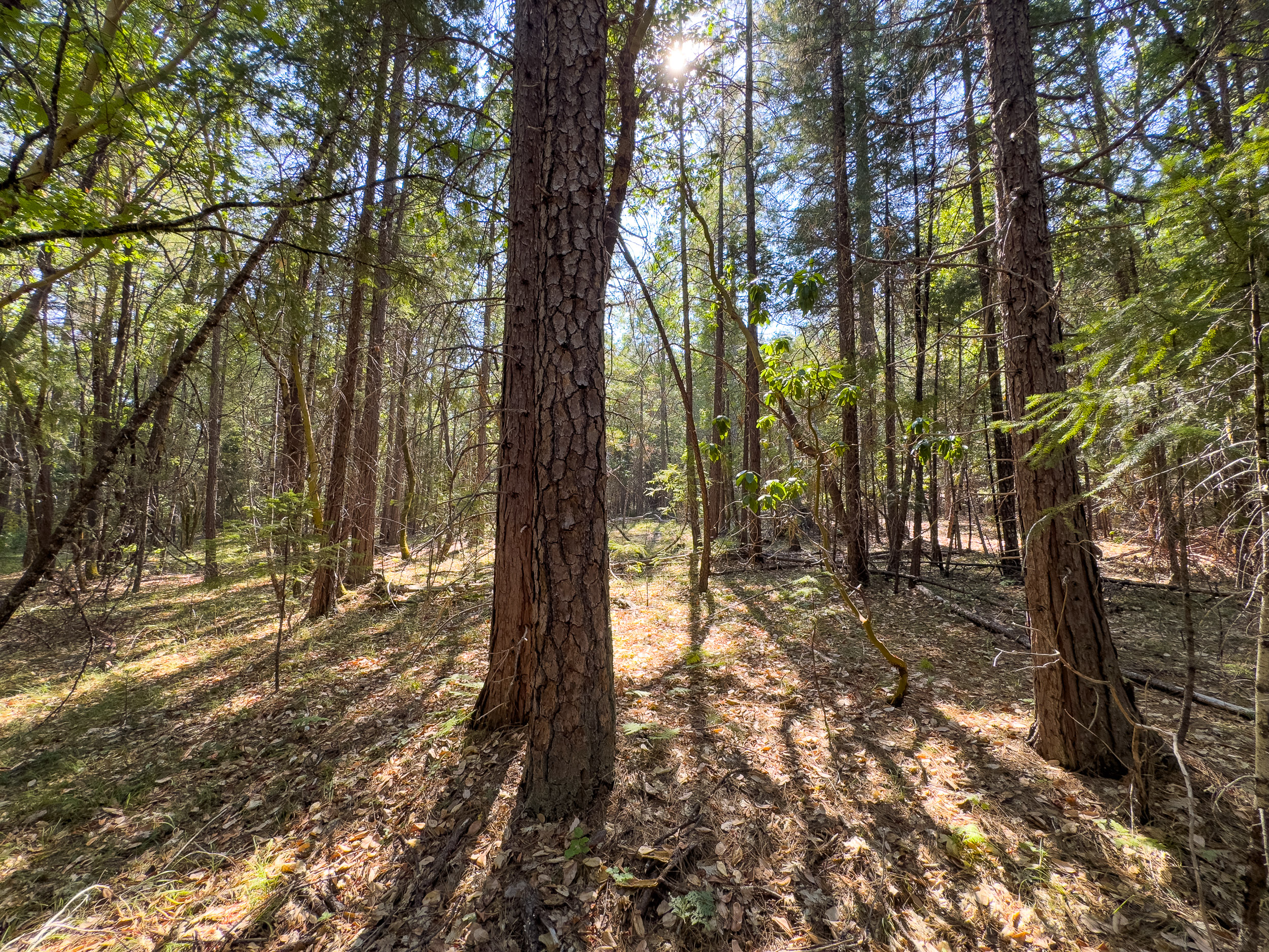 Pleasant Creek Road TL301