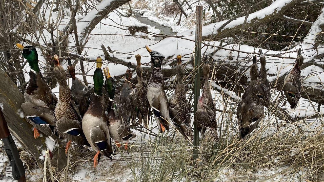 Irrigated ground/Exceptional Duck Hunting Grounds with buildable lots for a hunting retreat.