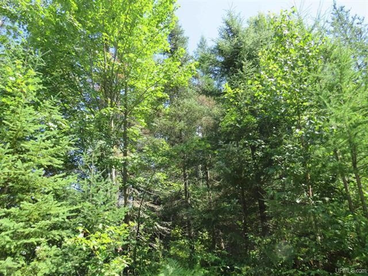 Michigan Hunt/Fish Cabins 50151265