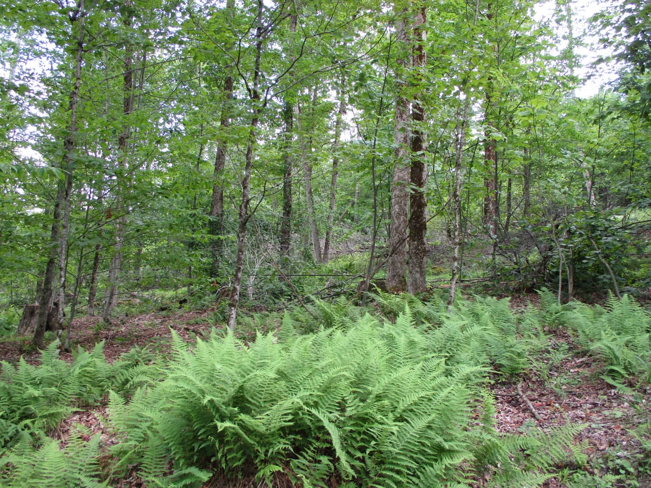 Listing Image 8