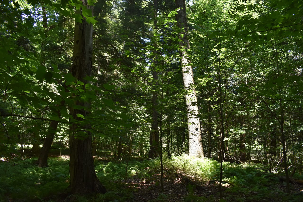 Listing Image 71