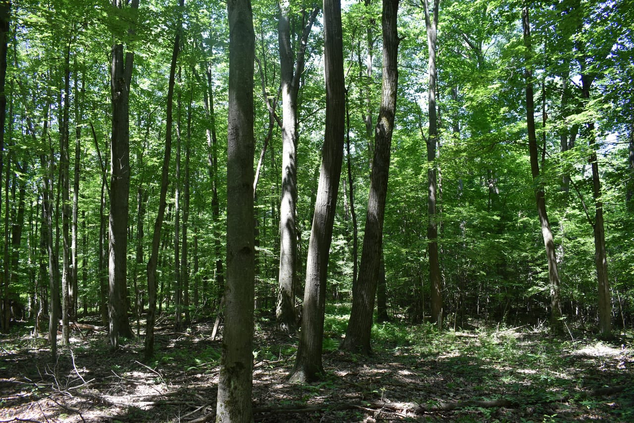Listing Image 72