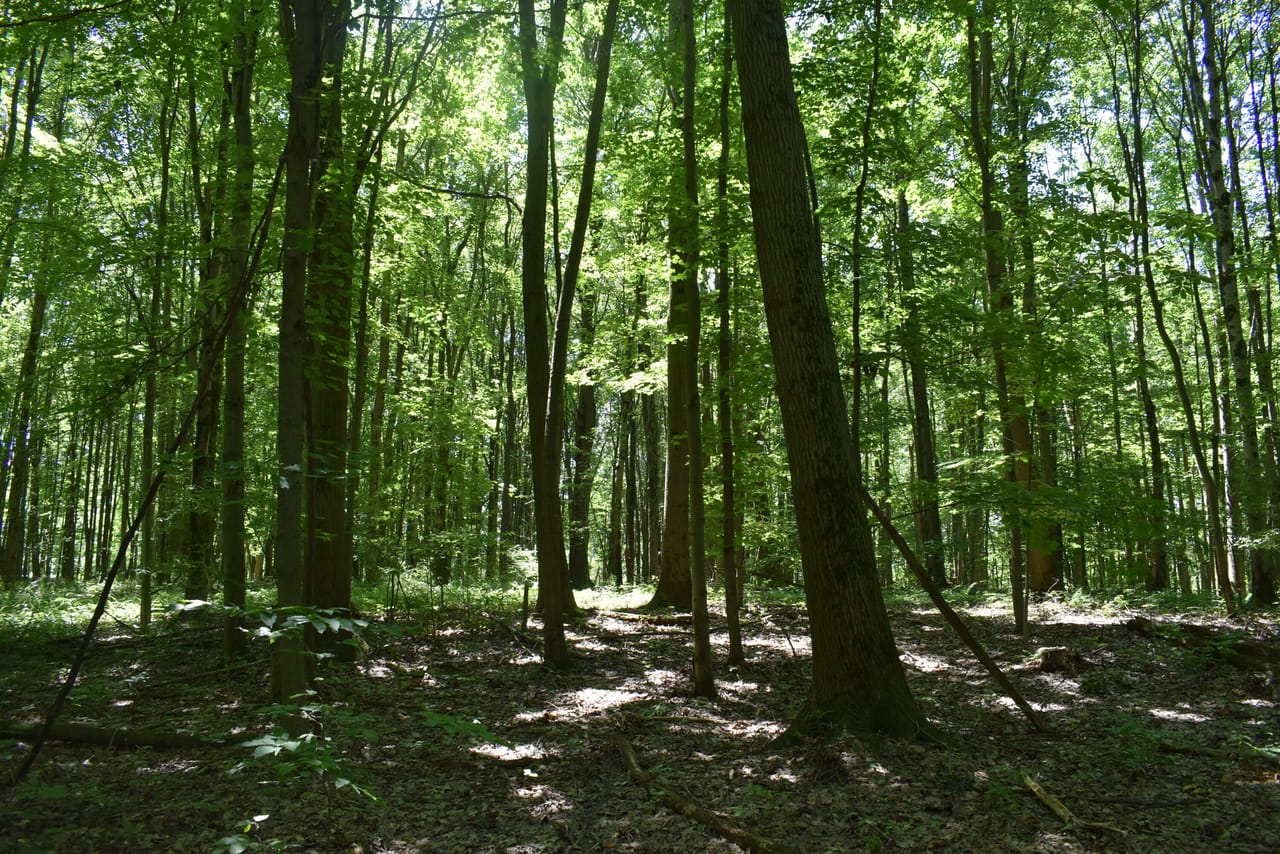 Listing Image 74