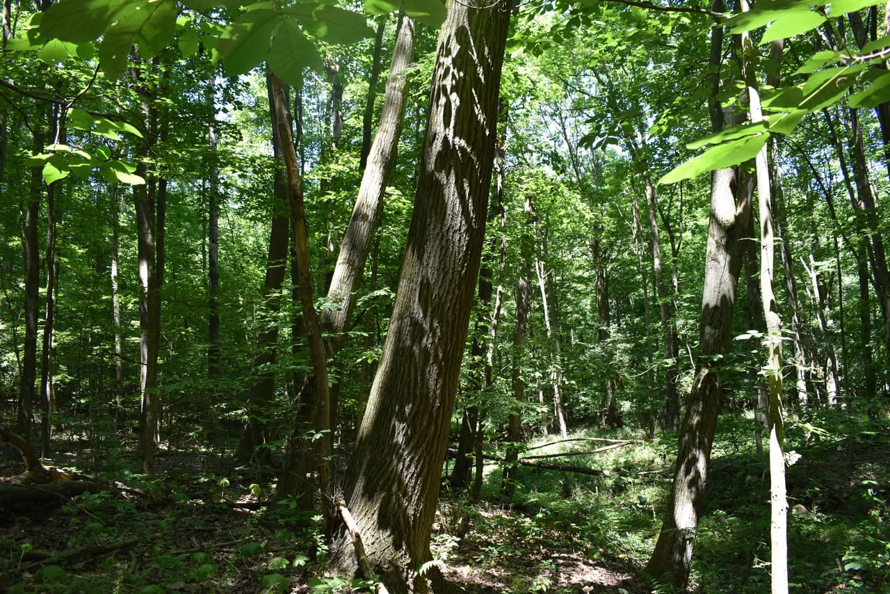 Listing Image 75
