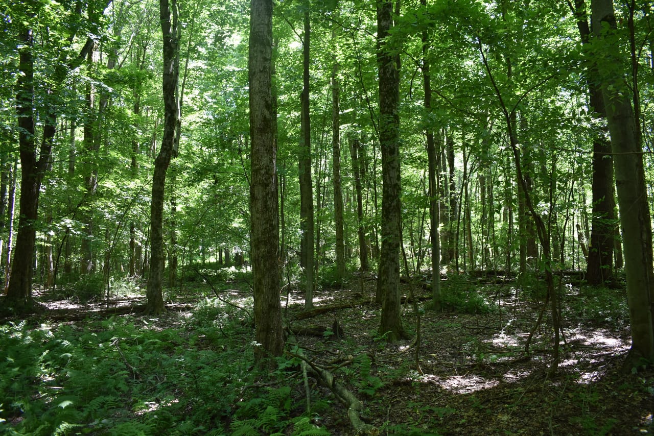 Listing Image 76