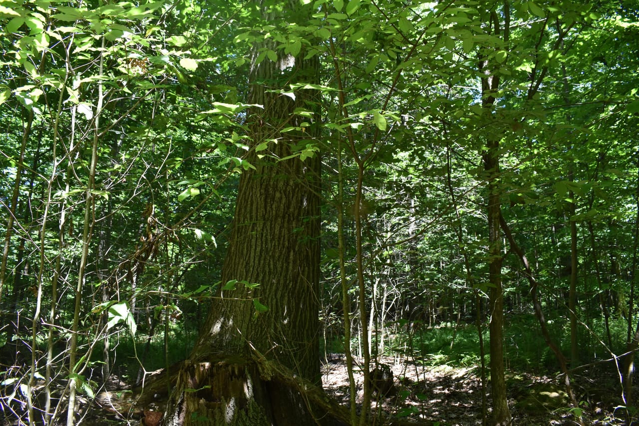 Listing Image 53
