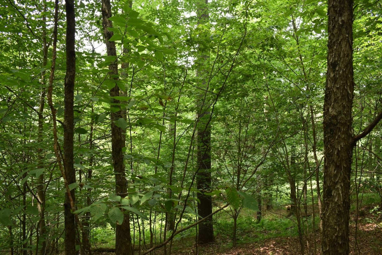 Listing Image 59