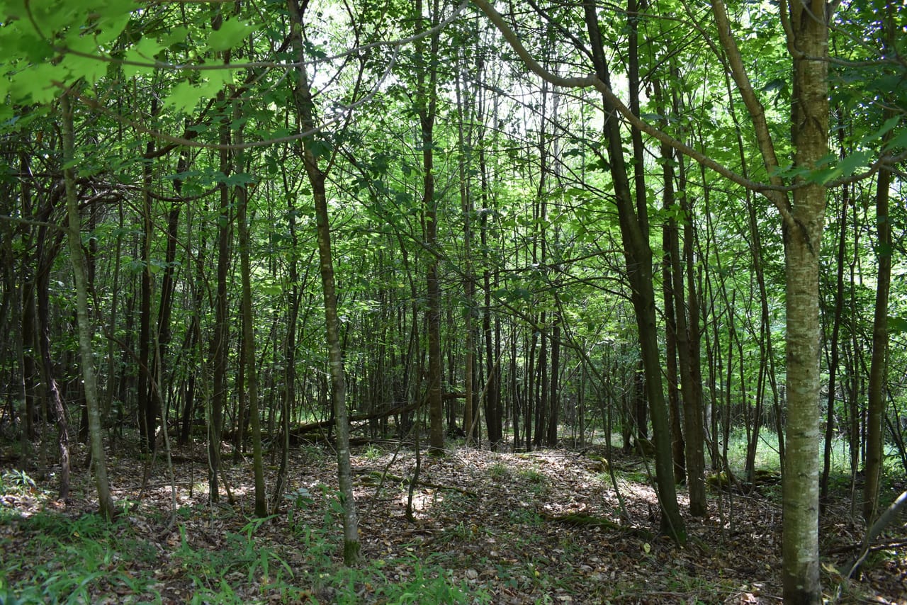 Listing Image 60