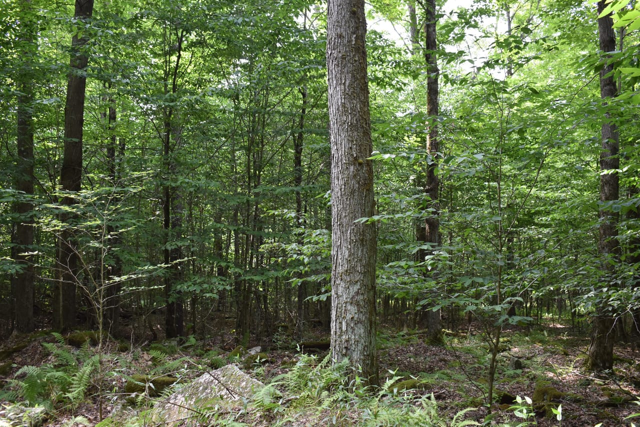 Listing Image 61