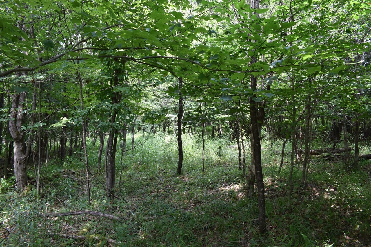 Listing Image 63