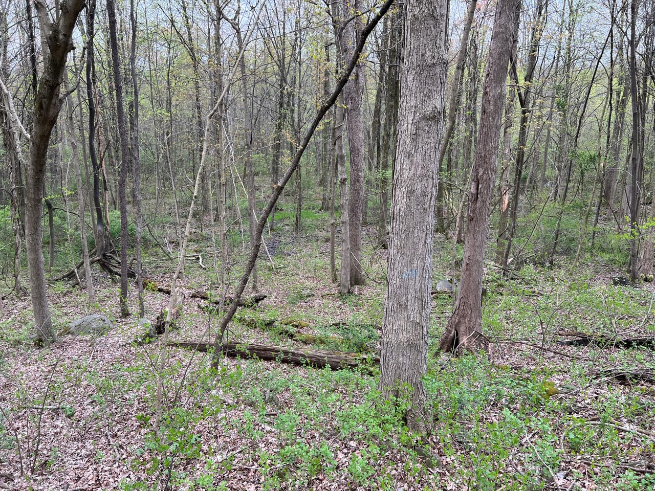 Listing Image 43