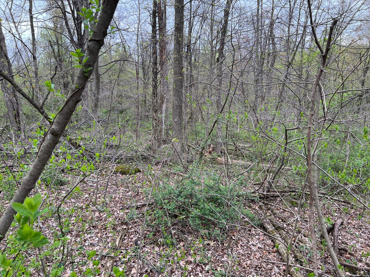 Listing Image 46