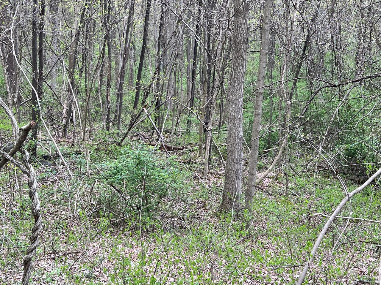Listing Image 67