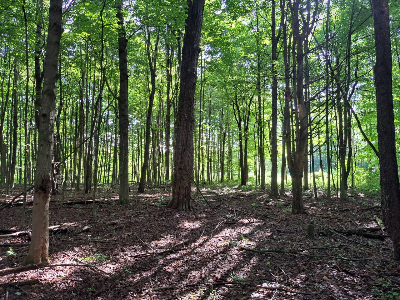 Listing Image 68
