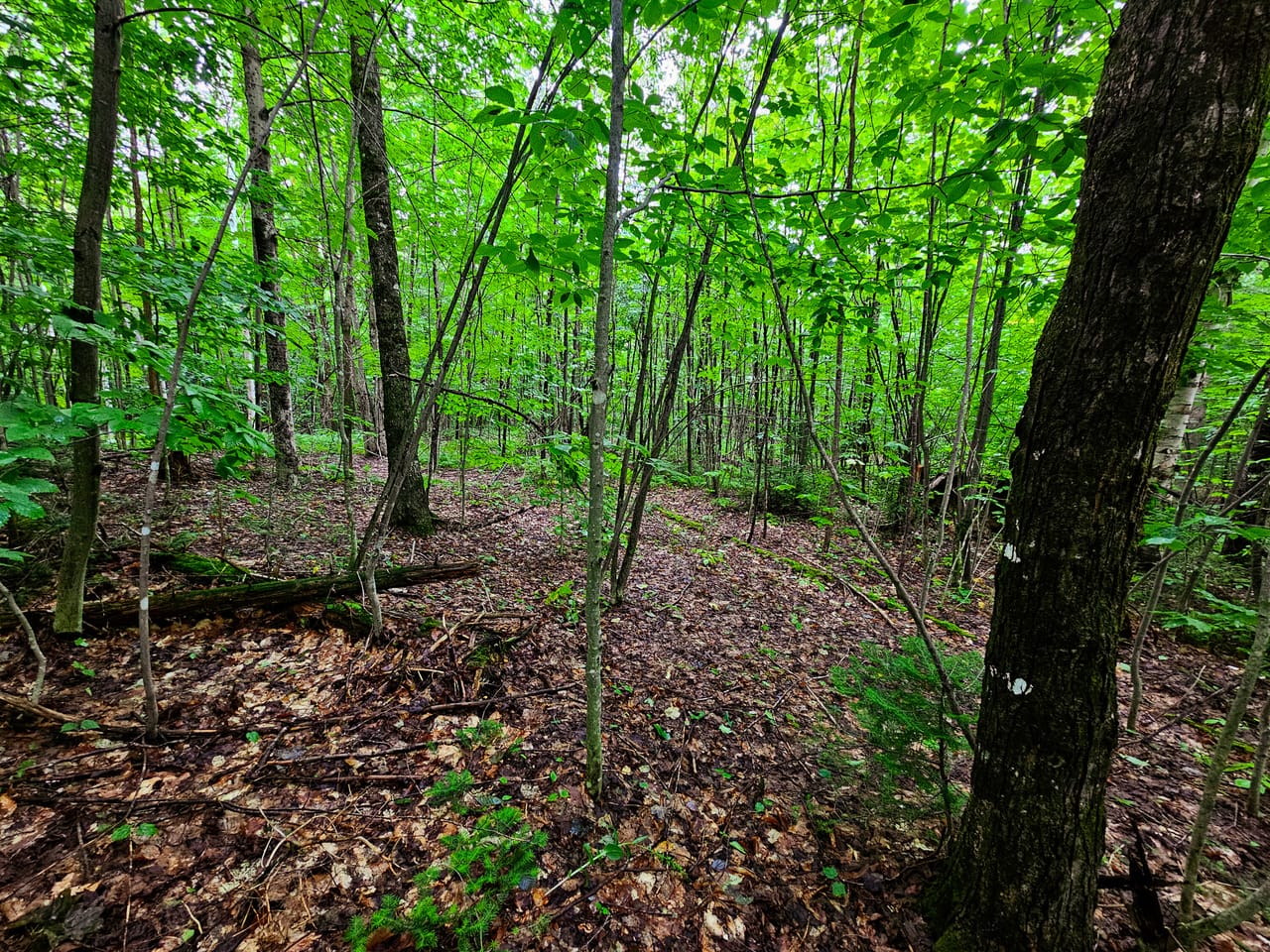 Listing Image 57
