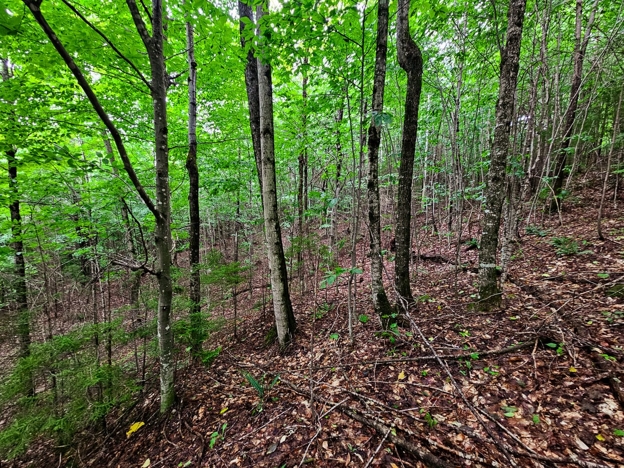 Listing Image 64