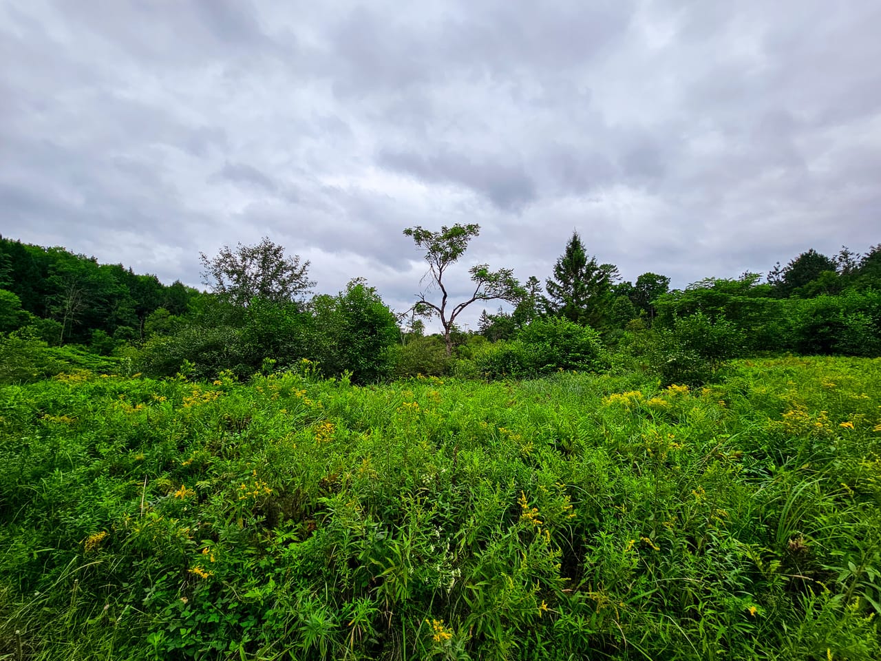 Listing Image 18
