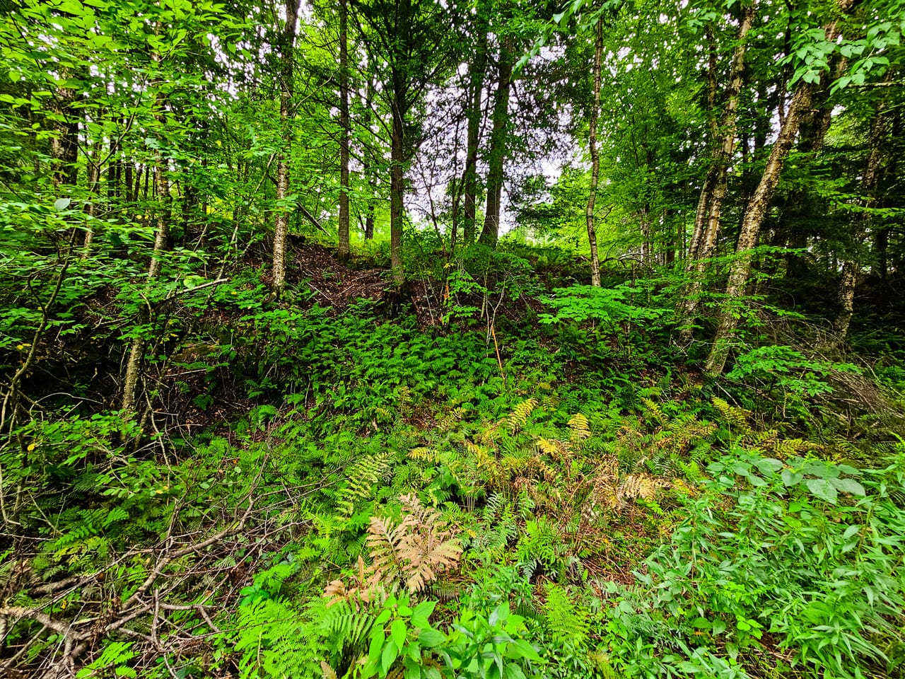 Listing Image 20