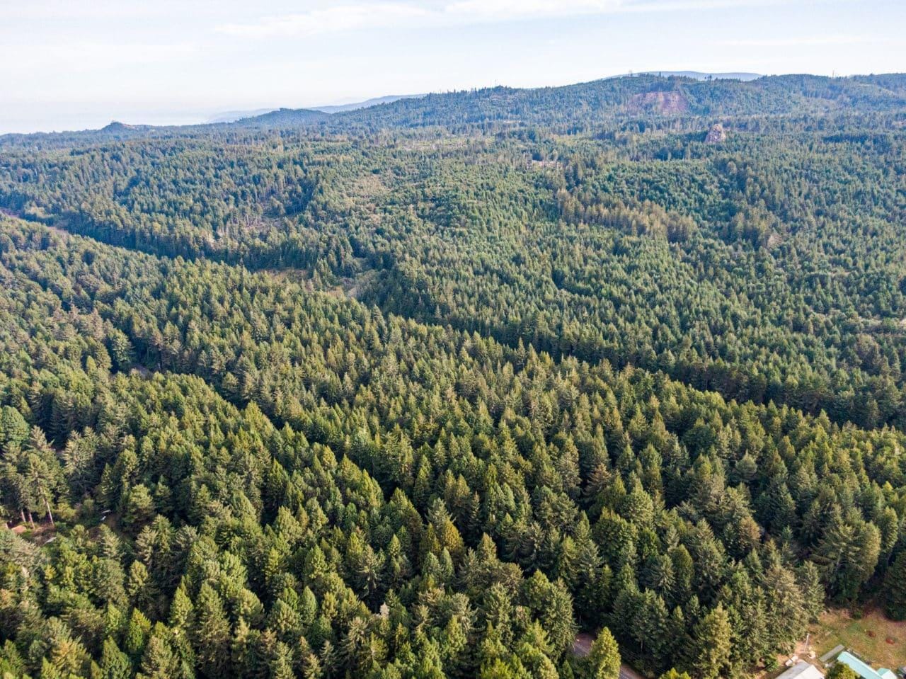 Trinidad Demonstration Forest