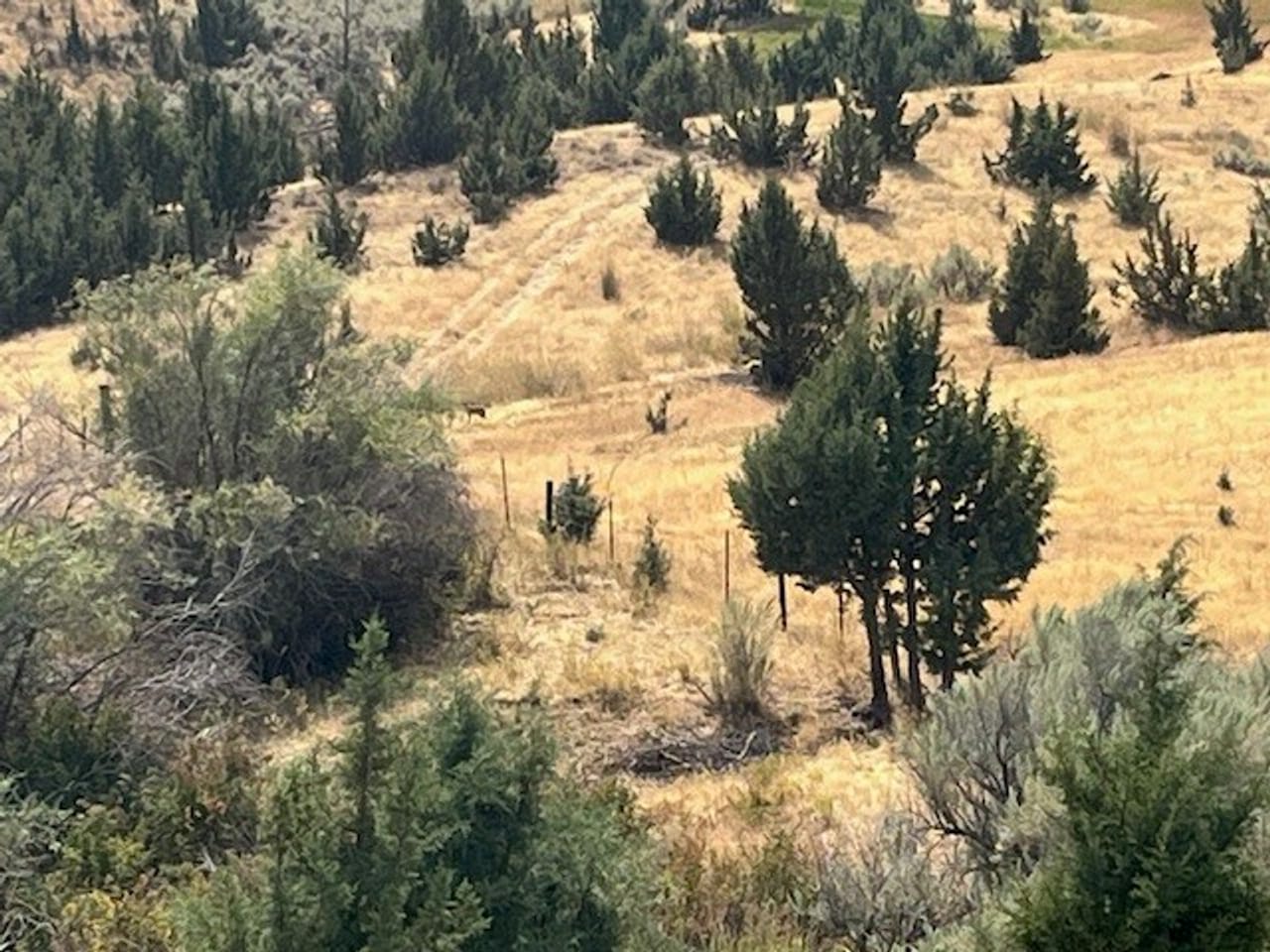 Thomas Ranch, Mitchell, OR