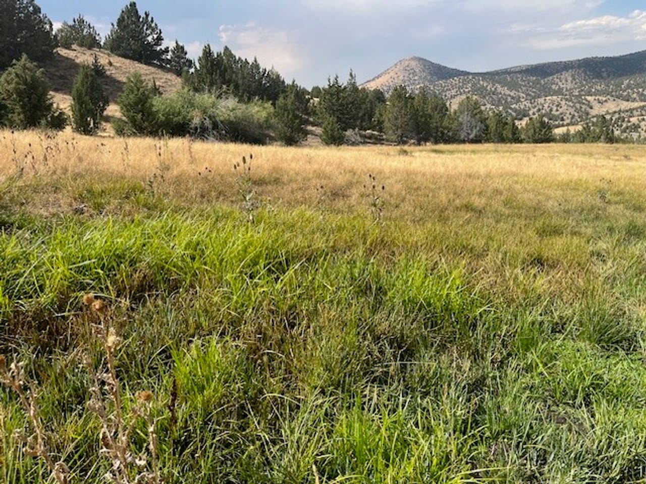 Thomas Ranch, Mitchell, OR